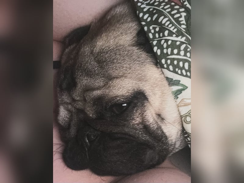 Deckrüde Mops mit Stammbaum sucht Hündin – Erstes Mal