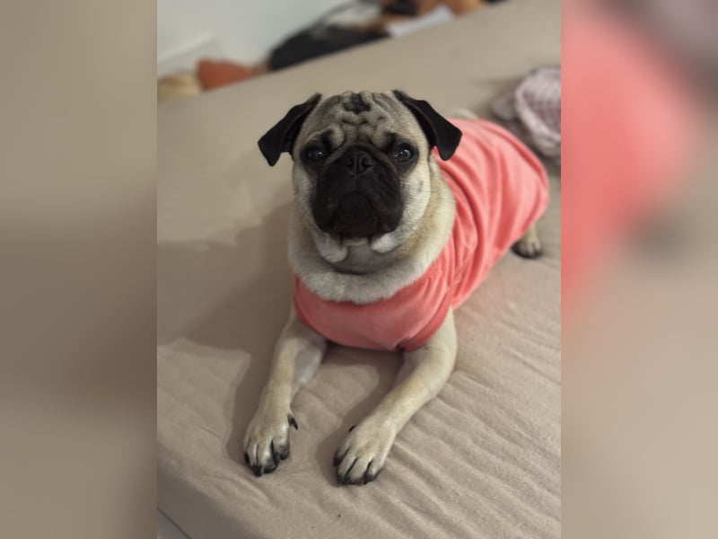 Deckrüde Mops mit Stammbaum sucht Hündin – Erstes Mal