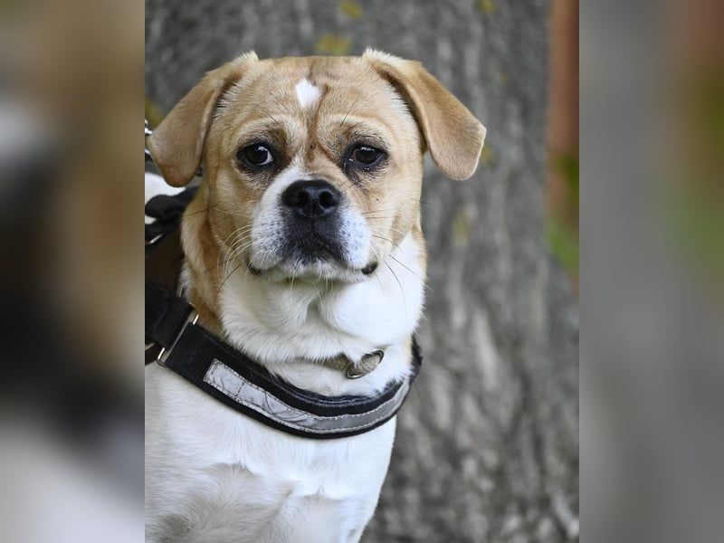 Samu SI - unsicher, schüchtern