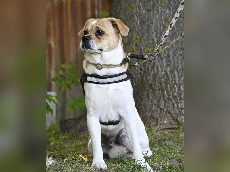 Samu SI - unsicher, schüchtern