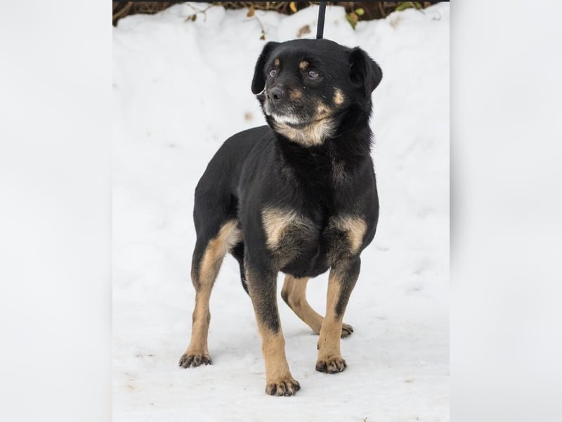 Freddy SI - freundlich, verträglich