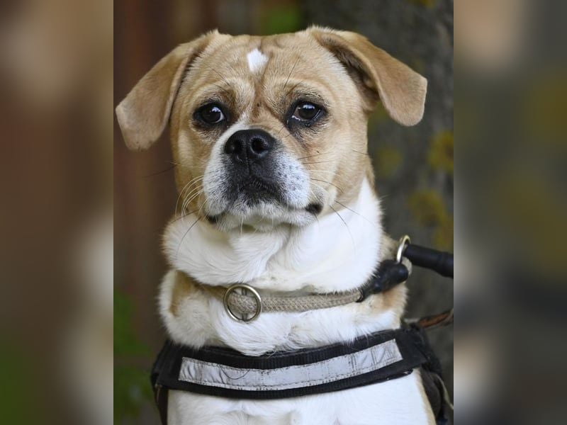 Samu SI - unsicher, schüchtern