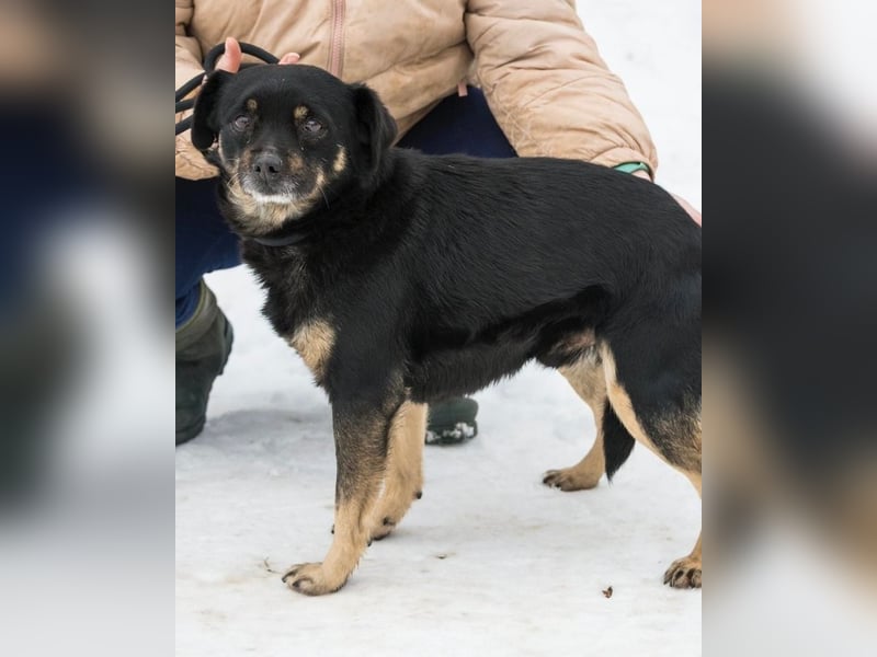 Freddy SI - freundlich, verträglich