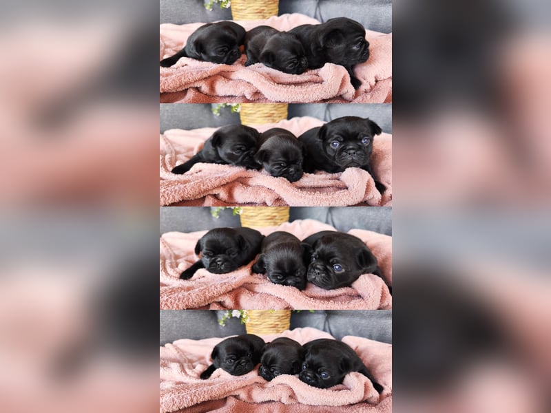 Mops Altdeutsche Mopszucht