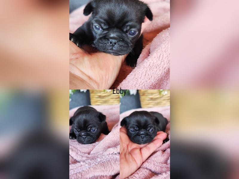 Mops Altdeutsche Mopszucht
