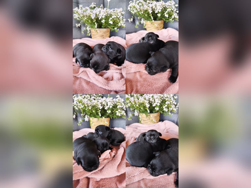 Mops Altdeutsche Mopszucht