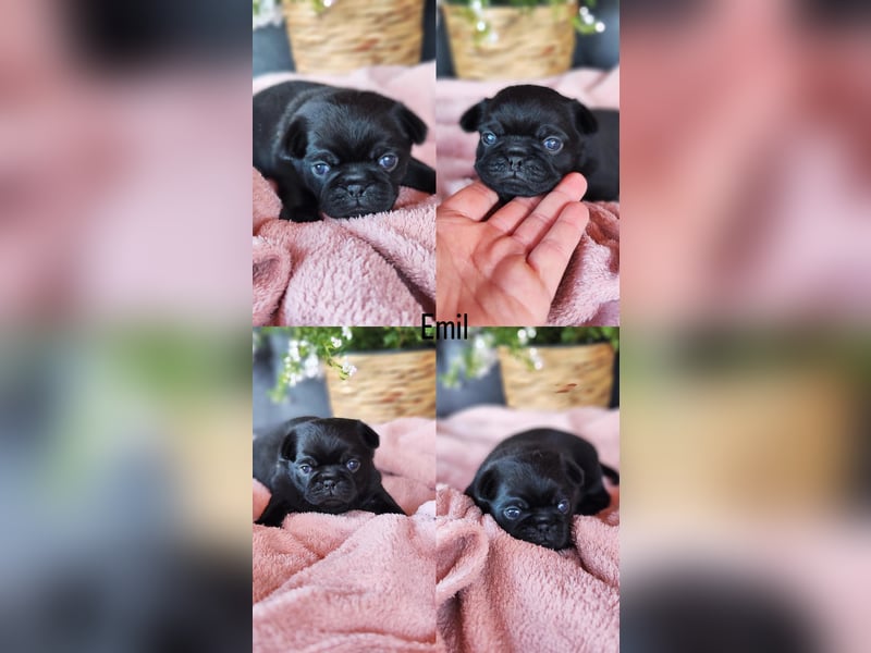 Mops Altdeutsche Mopszucht