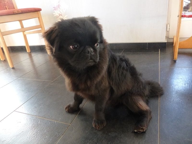 Der neue Mops, mit mehr Nase, frei atmend und manchmal Langhaar (fluffy)