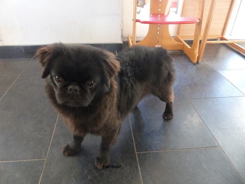 Der neue Mops, mit mehr Nase, frei atmend und manchmal Langhaar (fluffy)