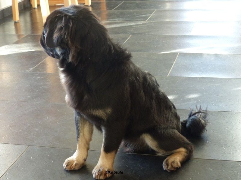 Der neue Mops, mit mehr Nase, frei atmend und manchmal Langhaar (fluffy)
