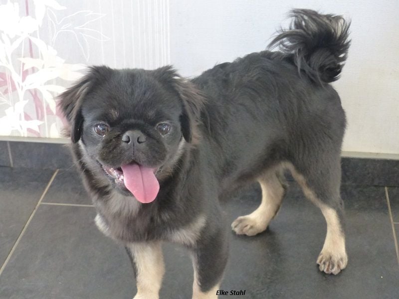 Der neue Mops, mit mehr Nase, frei atmend und manchmal Langhaar (fluffy)