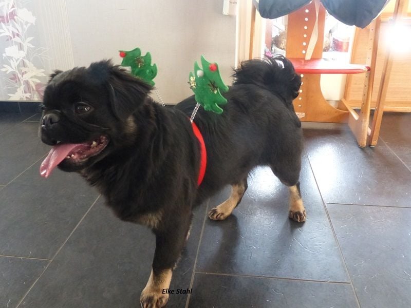 Der neue Mops, mit mehr Nase, frei atmend und manchmal Langhaar (fluffy)