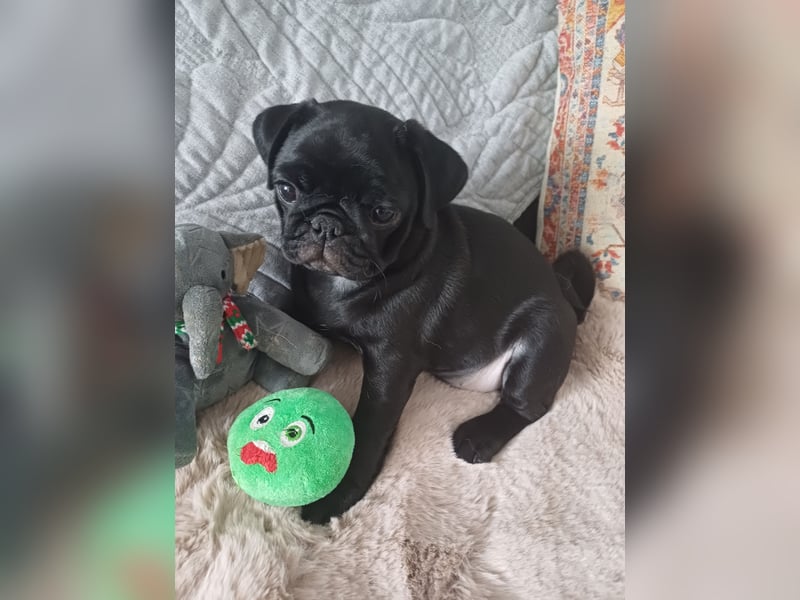 Mops welpen