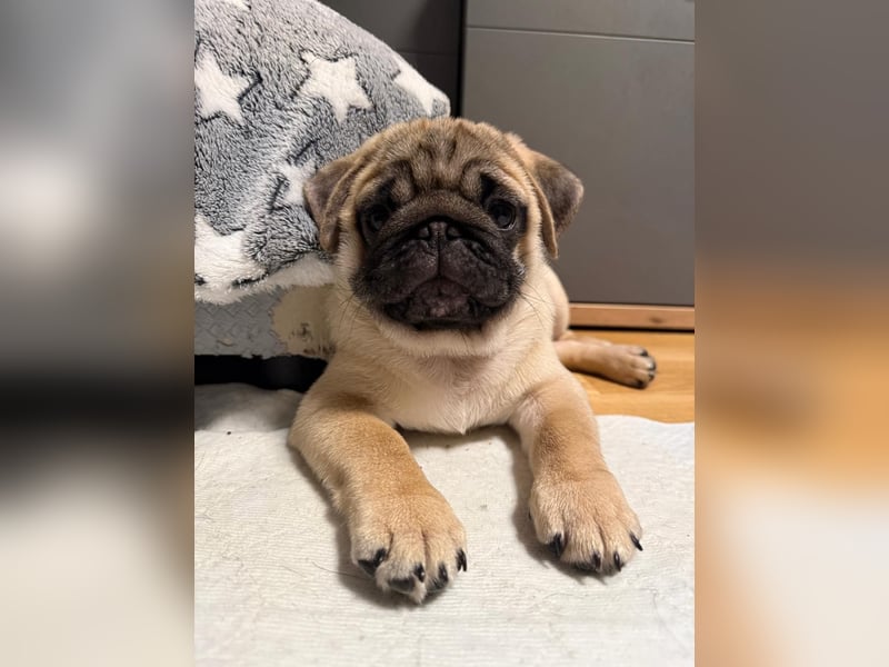 Mops welpen
