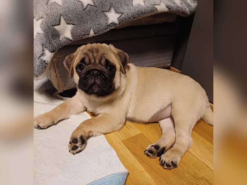 Mops welpen