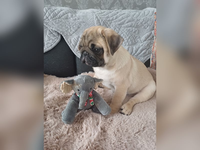 Mops welpen