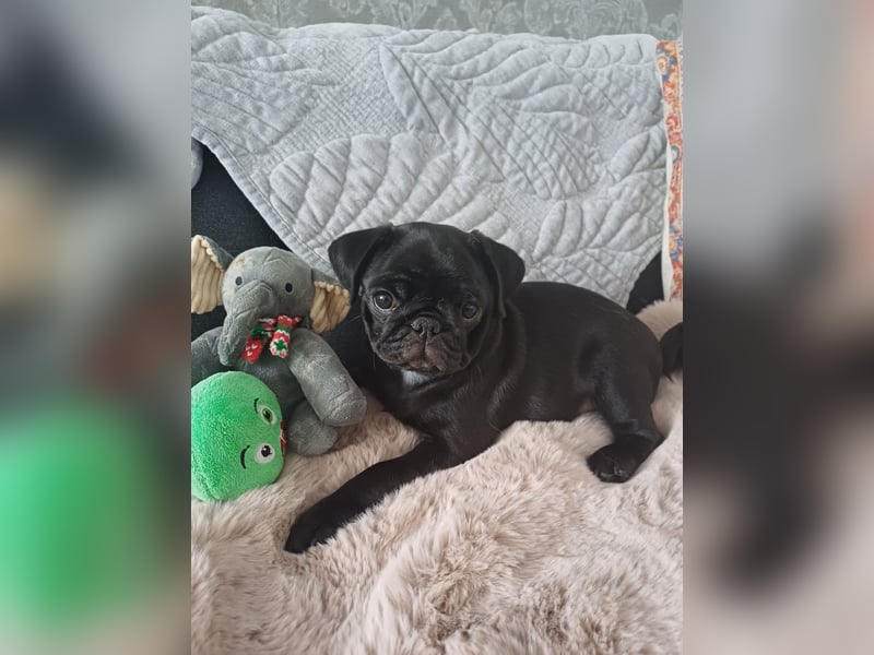 Mops welpen