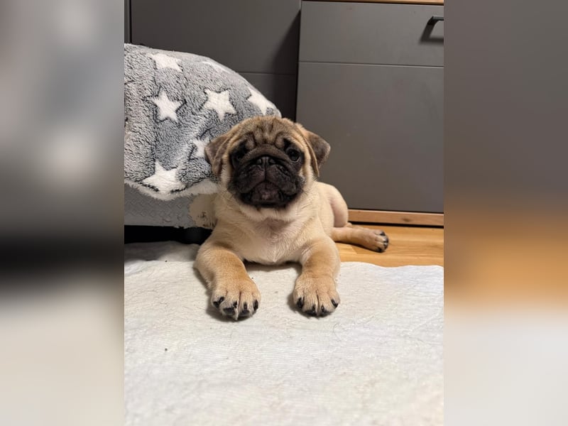 Mops welpen