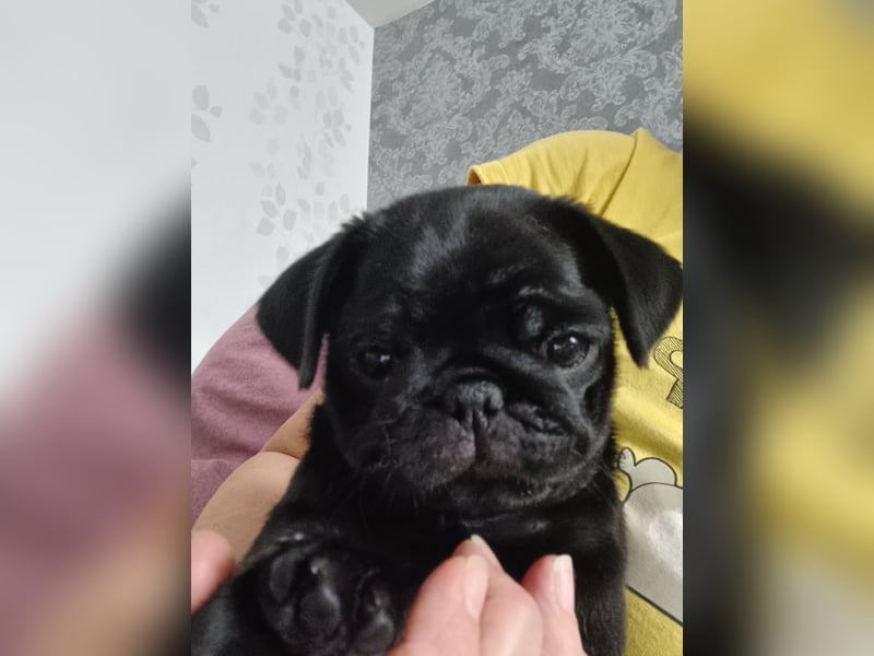 Mops welpen