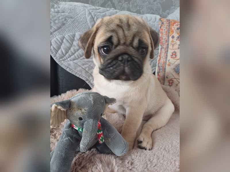 Mops welpen