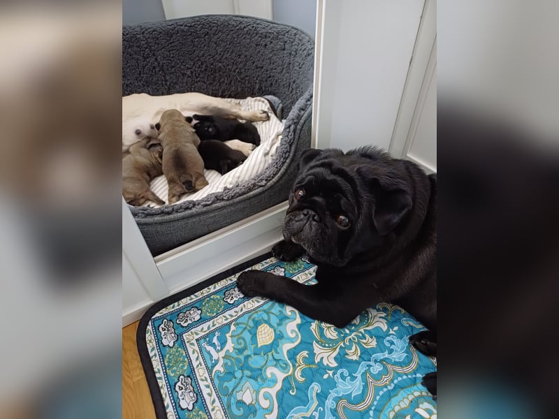 Mops welpen
