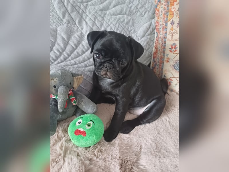 Mops welpen