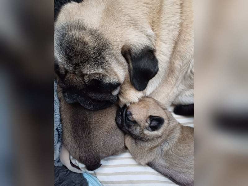Mops welpen