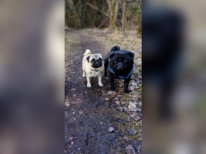 Mops welpen