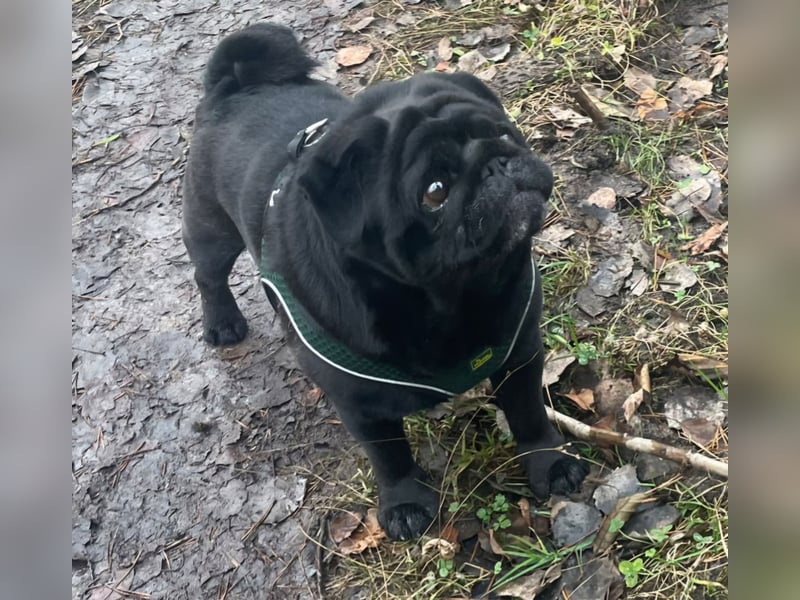 Mops welpen