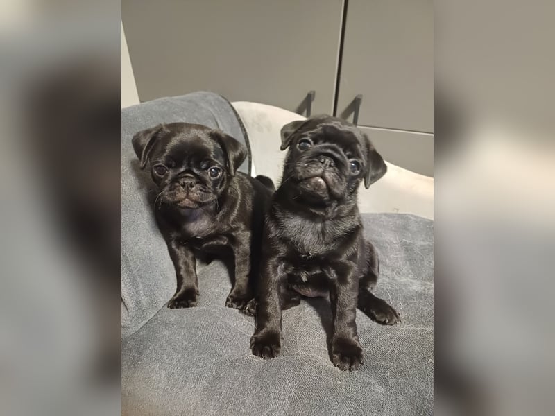 Mops welpen