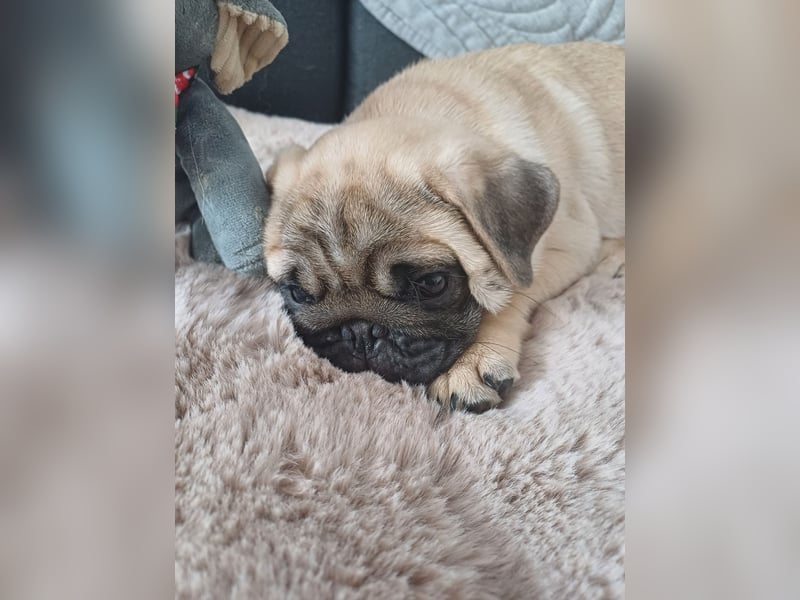 Mops welpen
