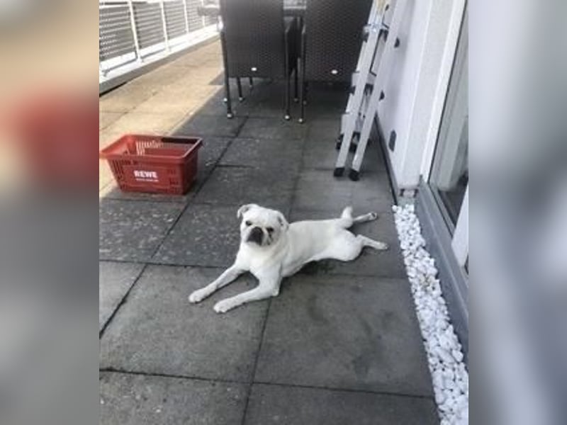 Sportmops Rüde Weiß.