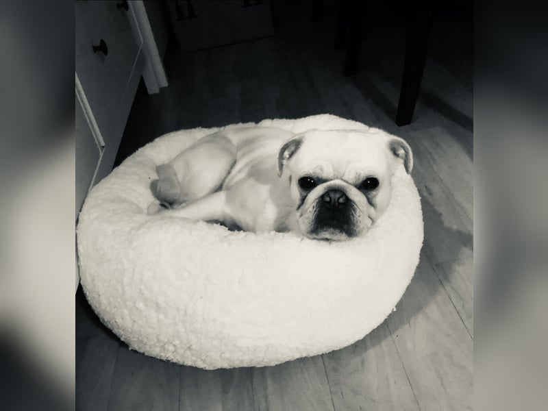 Sportmops Rüde Weiß.