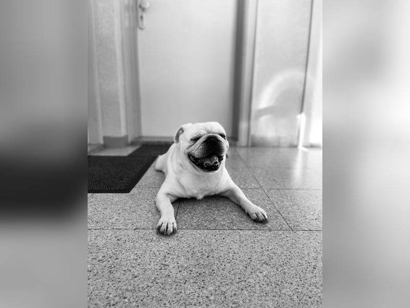 Sportmops Rüde Weiß.