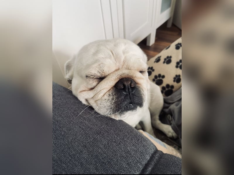 Sportmops Rüde Weiß.