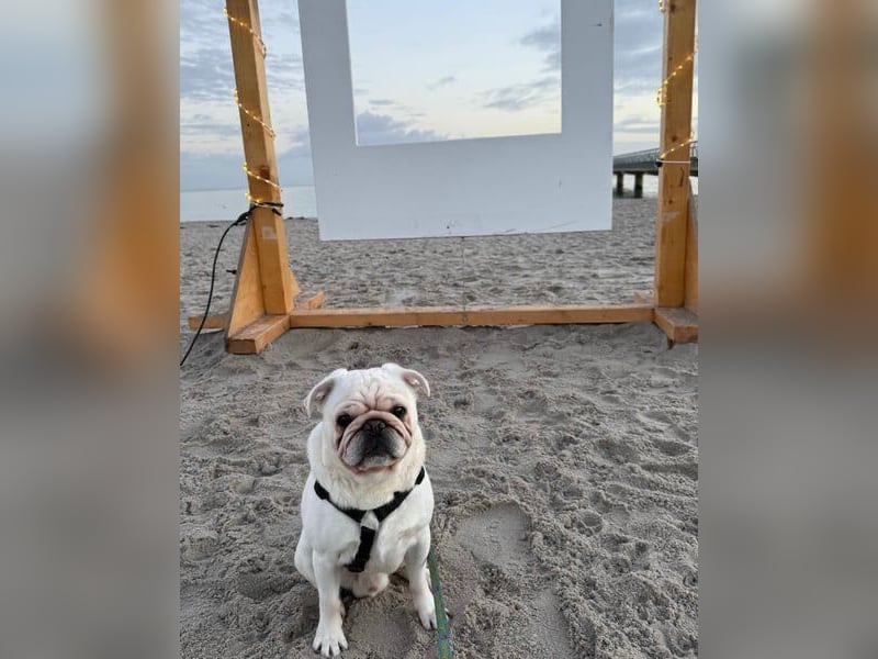 Sportmops Rüde Weiß.