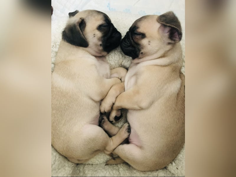 Sportmops Rüde Weiß.