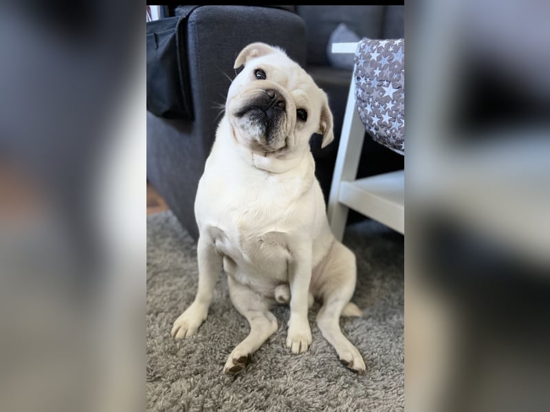 Sportmops Rüde Weiß.