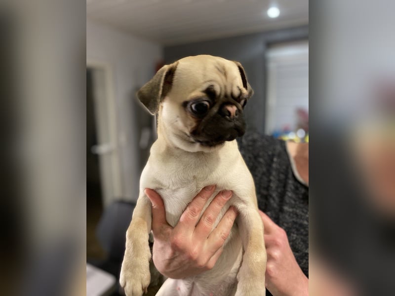 Dusja such neues Zuhause