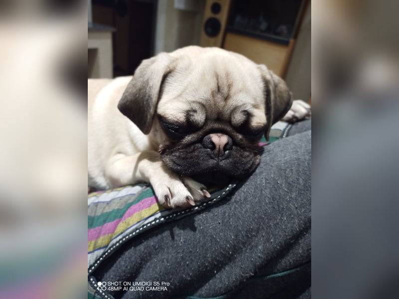 Dusja such neues Zuhause