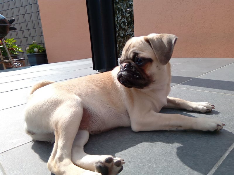 Dusja such neues Zuhause