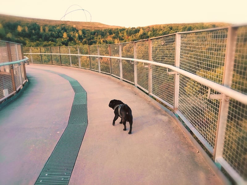 ~* Mops schwarzer Ruhrpott Diamant *~