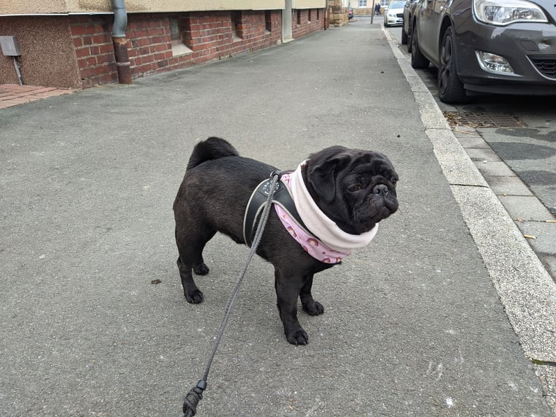 ~* Mops schwarzer Ruhrpott Diamant *~