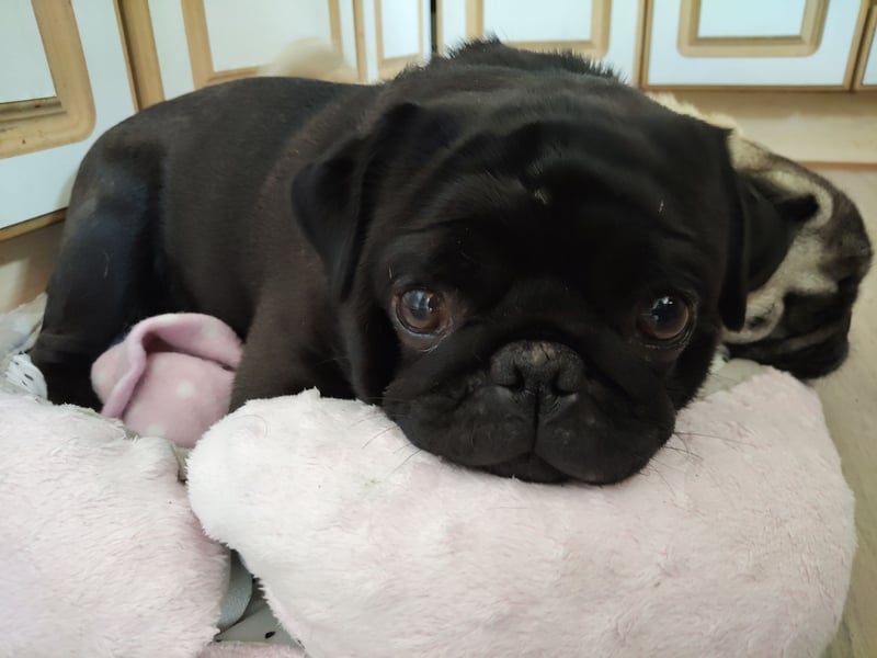 ~* Mops schwarzer Ruhrpott Diamant *~