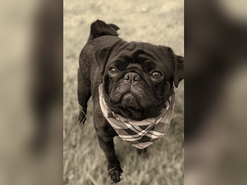 ~* Mops schwarzer Ruhrpott Diamant *~