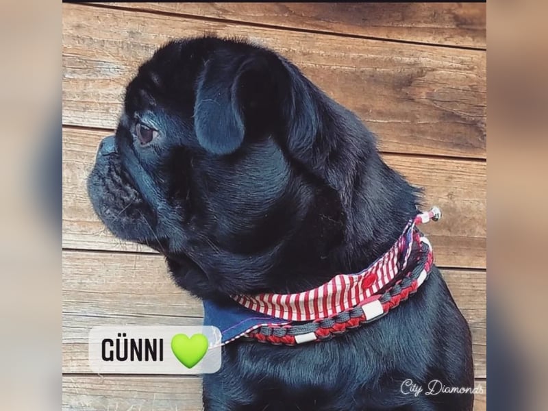 Mops schwarzer Diamant sucht Herzensfamilie