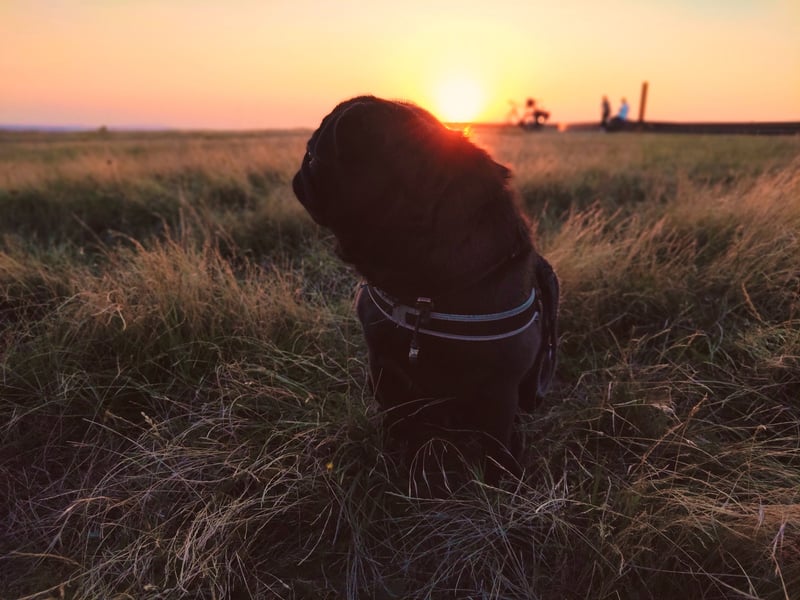 ~* Mops schwarzer Ruhrpott Diamant *~