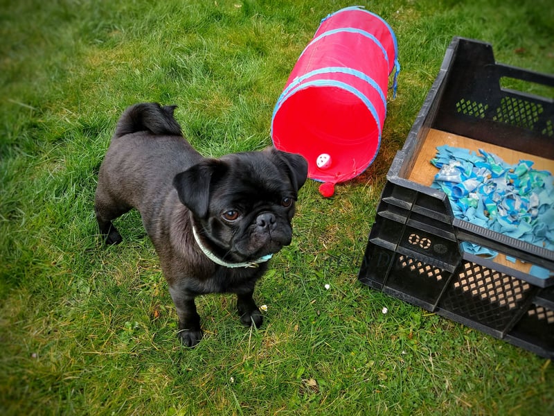 ~* Mops schwarzer Ruhrpott Diamant *~