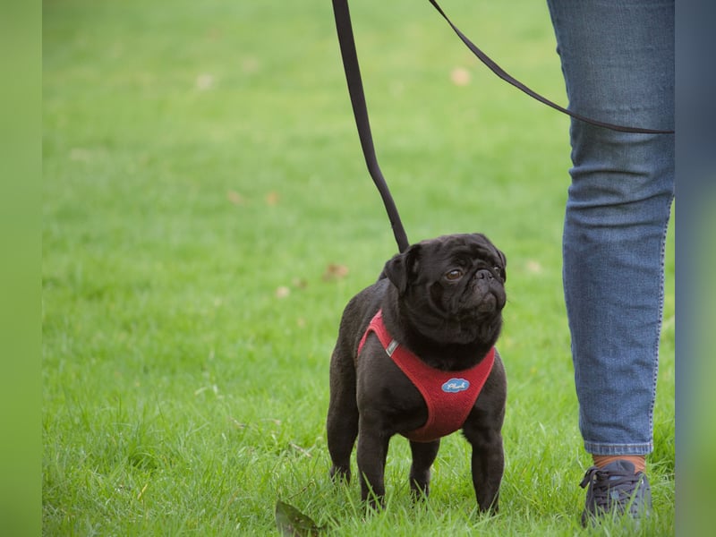 ~* Mops schwarzer Ruhrpott Diamant *~