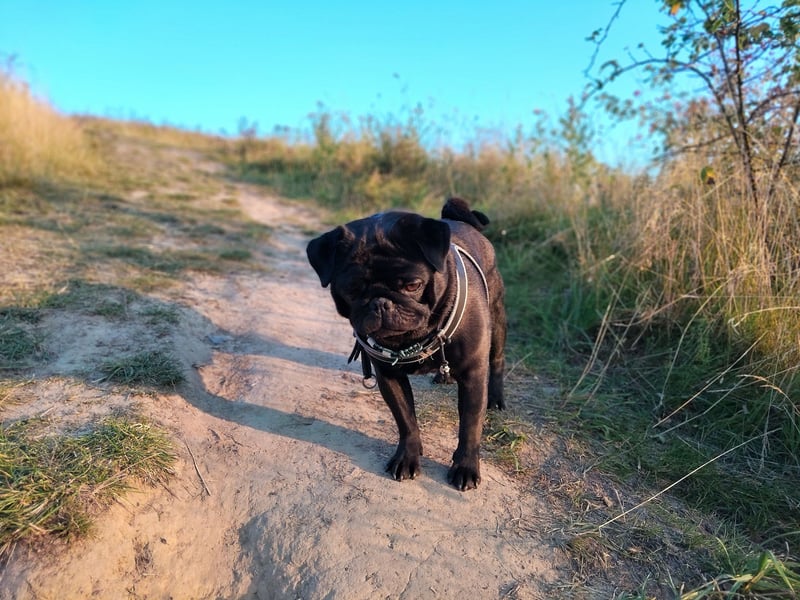 ~* Mops schwarzer Ruhrpott Diamant *~